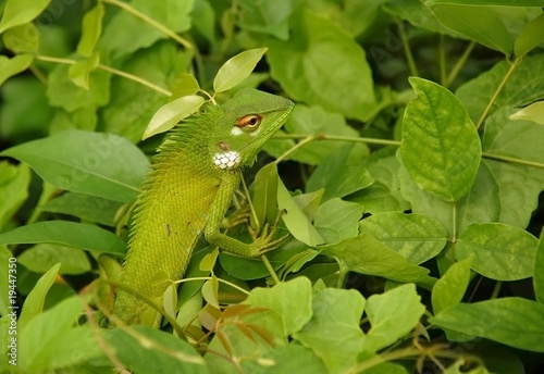 Variable Lizard In The Green Background
