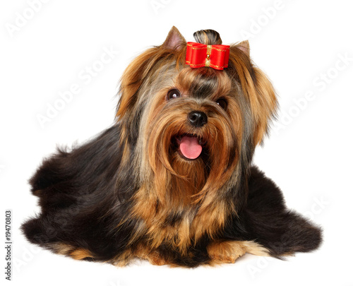 The Yorkshire Terrier isolated on the white background