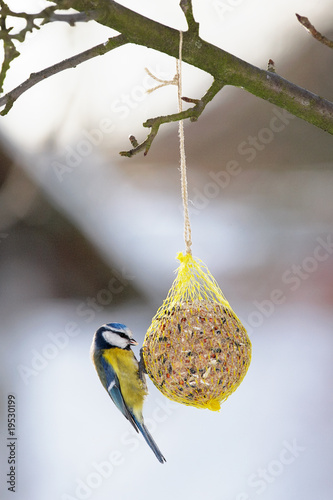 Blue Tit at the fat ball