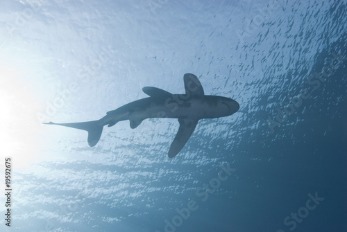 Below view of a shark