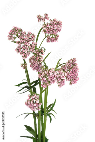 Valerian Herb in Flower