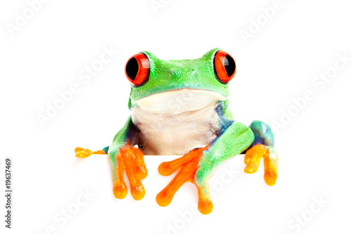 frog isolated on white for banner etc