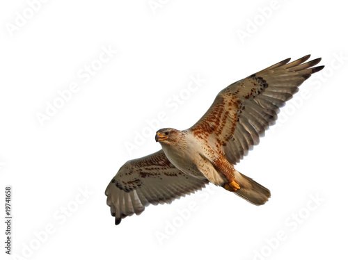 Ferruginous Hawk Isolated