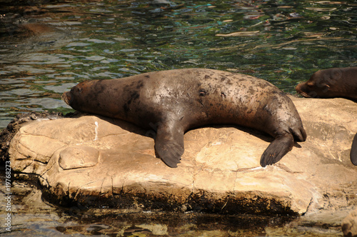 Sea lion resting