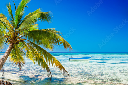 Palm on white sand beach near cyan ocean
