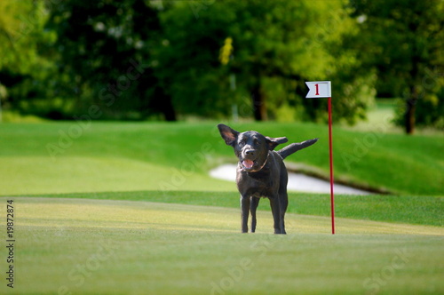 Hund auf dem Golfplatz