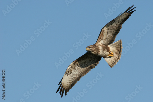 fliegender Mäusebussard