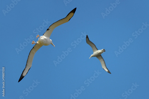 Albatros dans la péninsule de l'Otago - New Zealand