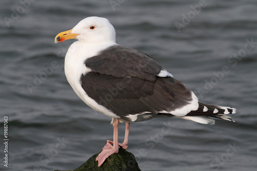 Greater Black-backed Gull By The Ocean