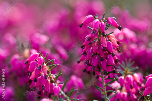 Pink erica carnea in bloom