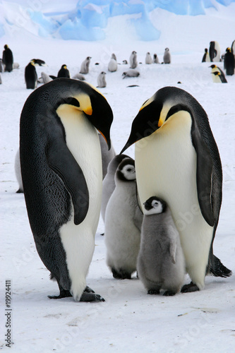 Famille de manchots empereurs (Antarctique)