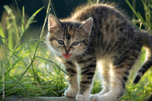 Fauchendes Katzenkind