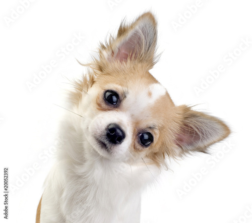 cute chihuahua puppy portrait