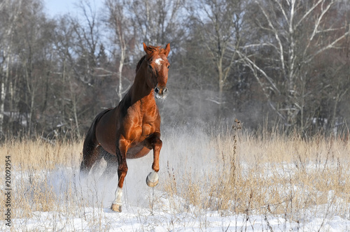 red horse in winter runs gallop
