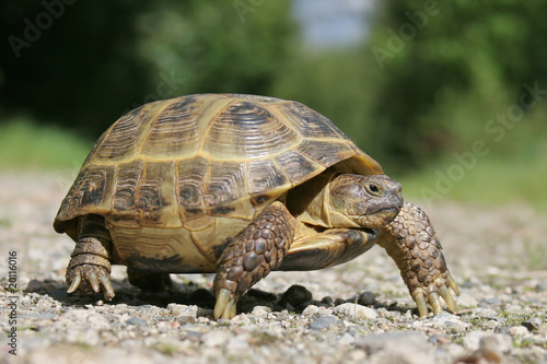 Vierzehenschildkröte