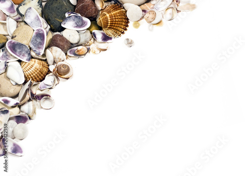 eashells on white with a lot of copy space