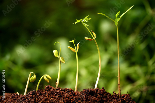 Six seedlings growing from soil