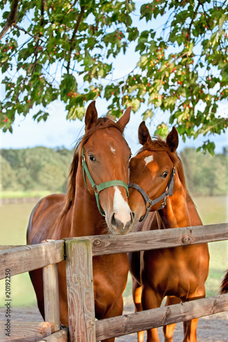 two horses in paddock