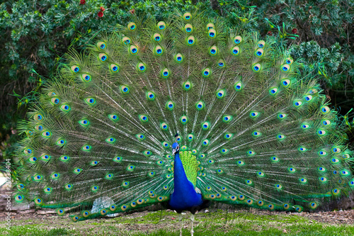 Peacock with fanned tail