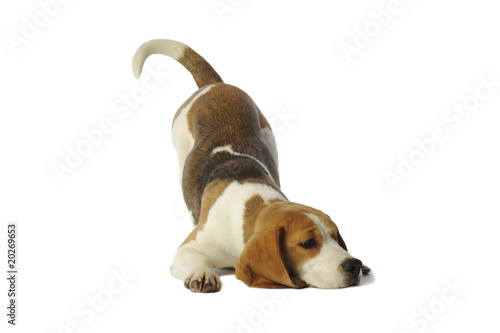 posture amusante d'un beagle ayant envie de jouer