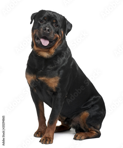 Rottweiler, 2 years old, sitting in front of white background