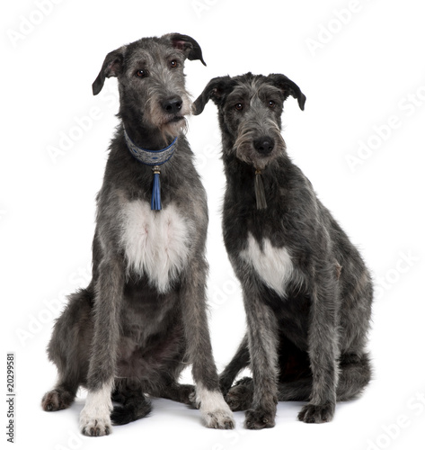 Two Irish Wolfhounds sitting in front of white background