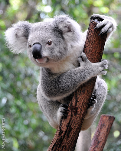 Curious koala