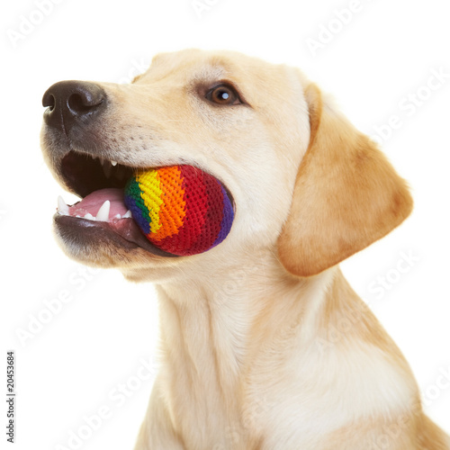 Labrador Retriever mit Ball