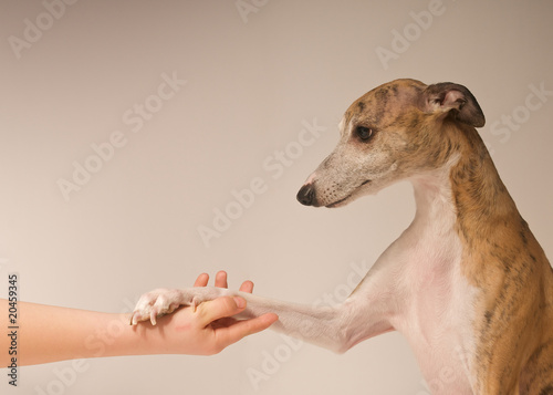 Whippet gibt Pfötchen