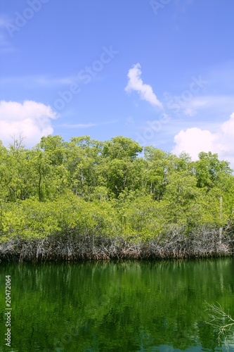 Florida Keys mangroove detail green water