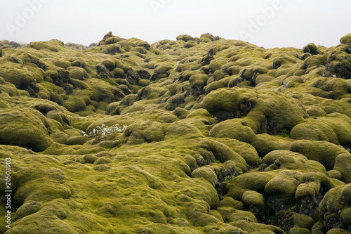moss landscape iceland