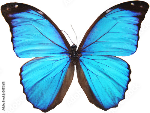 blue butterfly