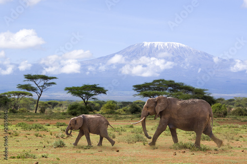 Elefanten vor dem Kilimanjaro