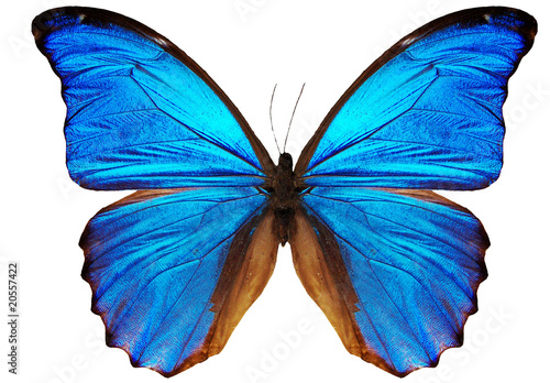 blue butterfly