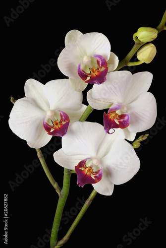 Orchidée blanc 2