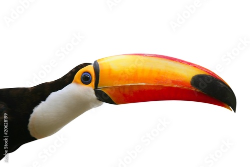 Toucan bird colorful in white background