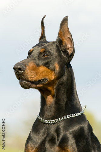 portrait of black dobermann