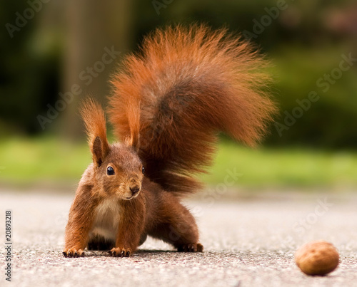 Eurasian red squirrel - Eichhörnchen und Walnuss