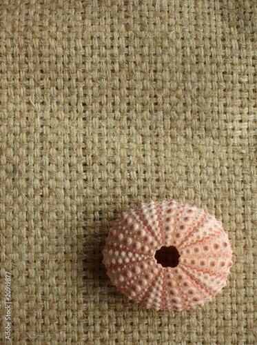 sea urchin on burlap background