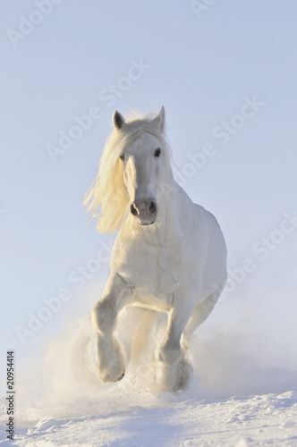 white horse run in winter