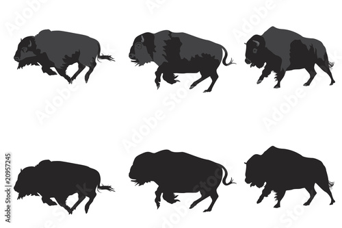 American bison galloping