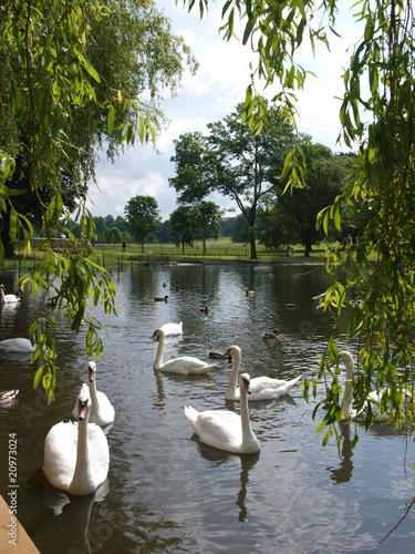 Swans on lake