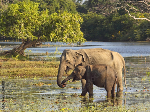 yala elephants