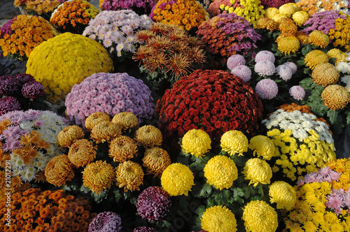 chrysanthème