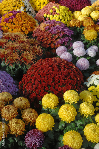 chrysanthème