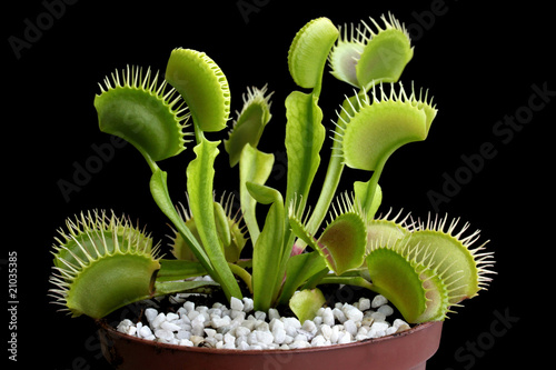 Venus flytrap (Dionaea muscipula) in a pot isolated on black