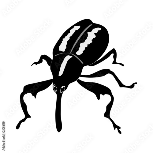 boll weevil