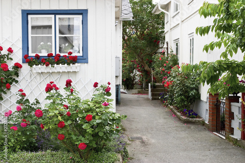 House with red roses