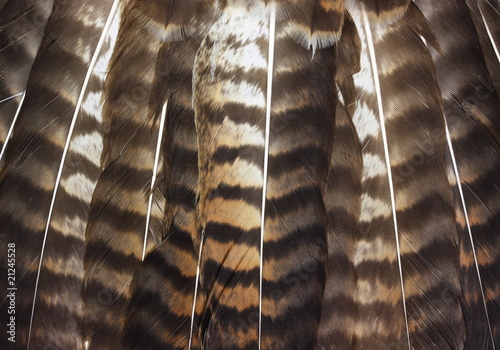 Hawk tail feather texture detail.