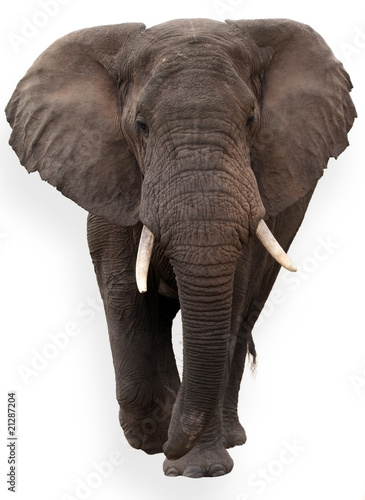 elefante aislado